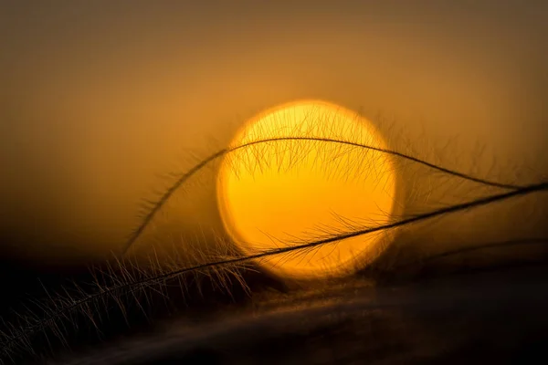 Primer plano de la planta de stipa en la maravillosa luz del atardecer — Foto de Stock