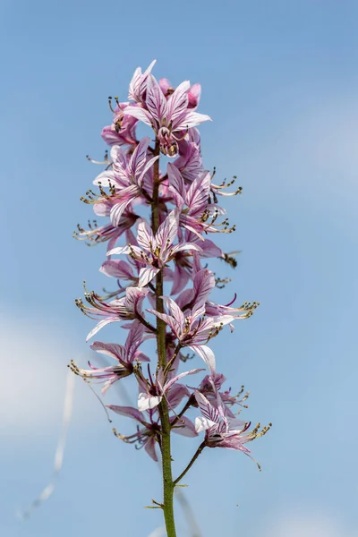 Beautiful flowers in the springtime (Dictamnus albus) — Stock Photo, Image