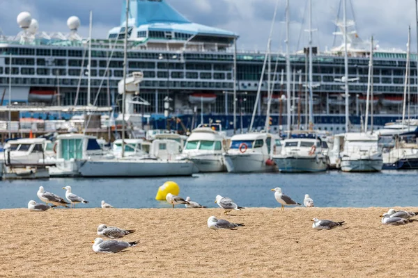 Seagulls on the beach,  fisher boats and cruise ship — Stock Photo, Image