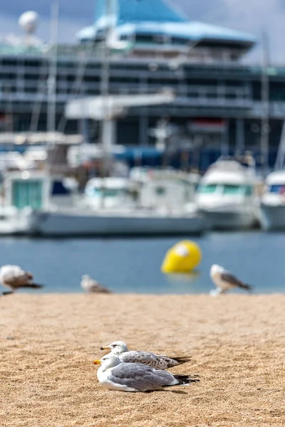 Seagulls on the beach,  fisher boats and cruise ship — Stock Photo, Image