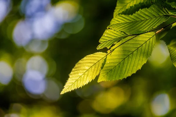 Beautiful, harmonious forest detail, with hornbeam leaves — Stock Photo, Image