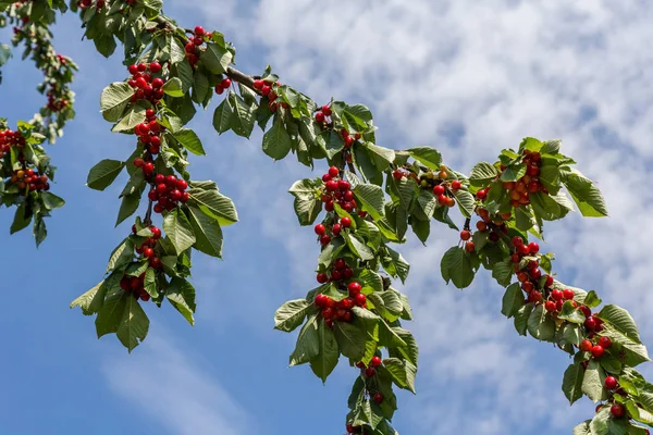 Rode kersen in een boom — Stockfoto