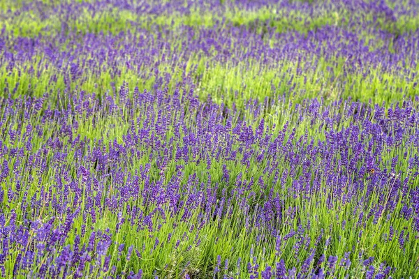 Fechar do campo de lavanda — Fotografia de Stock