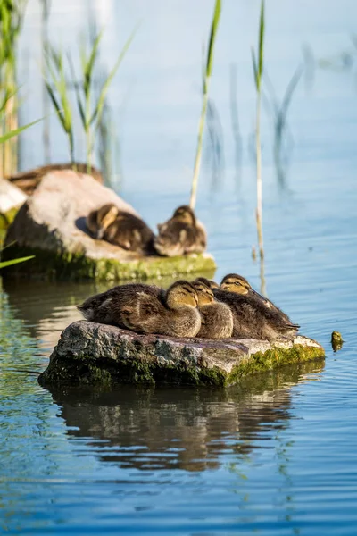 Young wild duck resting on the rock — Stock Photo, Image