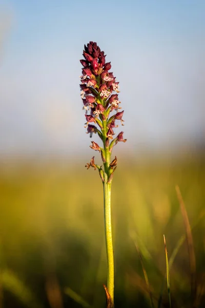 Egy kis vad orchidea közelről — Stock Fotó