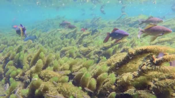 Muchos peces en el agua dulce — Vídeos de Stock