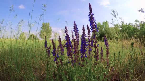 Meadow Clary (Salvia pratensis) en primavera — Vídeos de Stock