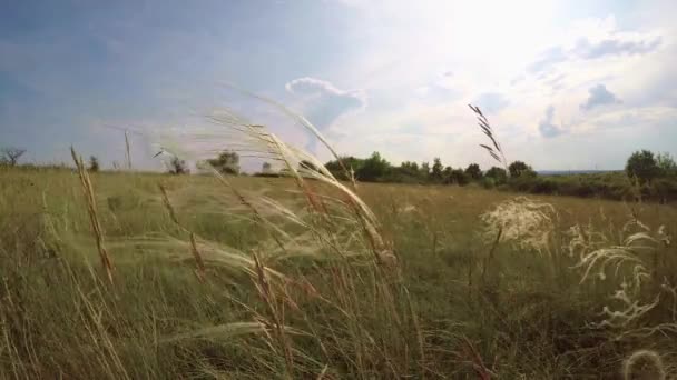 美丽的日落，用大针茅草原植物 — 图库视频影像