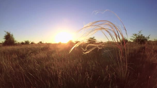 Pôr do sol bonito com planta stipa — Vídeo de Stock