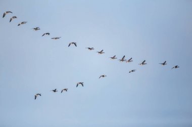 V-oluşumunda uçan geçirme fasulye kaz sürüsü