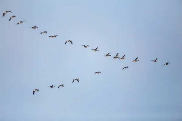 Flock flyttande bean gäss som flyger i v-formation — Stockfoto