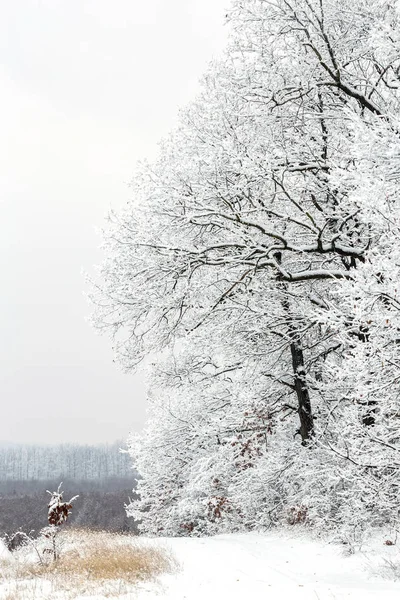 Landcsape invernale da una foresta di querce — Foto Stock
