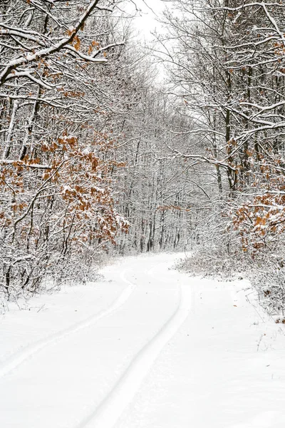 Winter landcsape uit een eikenbos — Stockfoto