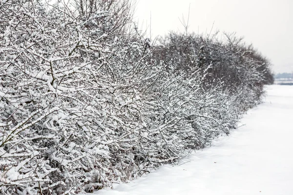 Landcsape invernale con cespugli — Foto Stock