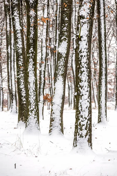 Landcsape invernale da una foresta di querce — Foto Stock