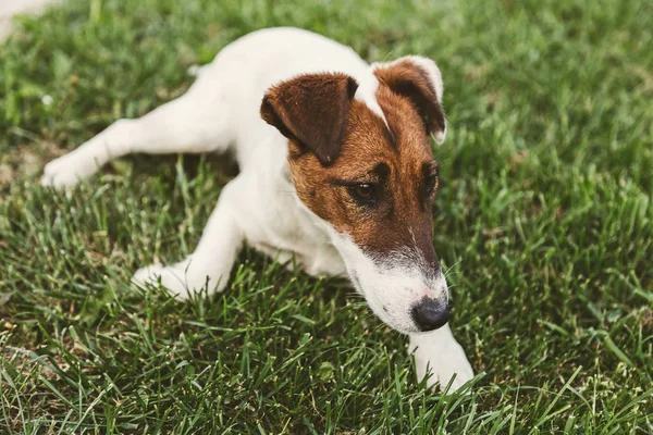 Jack Russel Terrier vilar i ett fält — Stockfoto