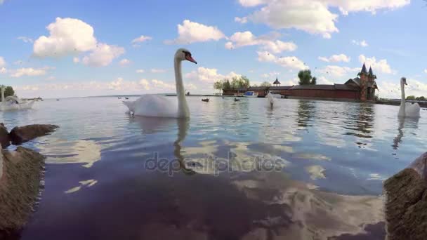 Cisnes no lago Balaton (cidade Keszthely) na Hungria — Vídeo de Stock