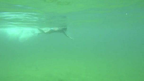 Unga spanska flickan simning freestyle stil i det genomskinliga vattnet i Costa Brava i Spanien — Stockvideo