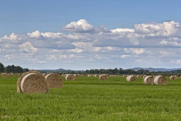 Straw bales on the meadow — Stock Photo, Image