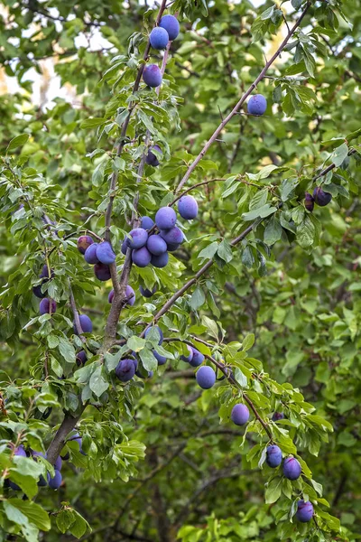 Ameixa azul madura na árvore de ameixa — Fotografia de Stock