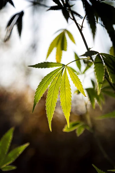 Planta de cannabis con luz solar en el prado Imagen de stock