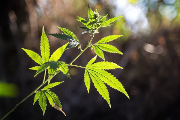 Planta de cannabis con luz solar en el prado Fotos de stock