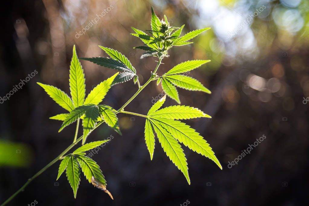 Cannabis plant with sunlight on the meadow.