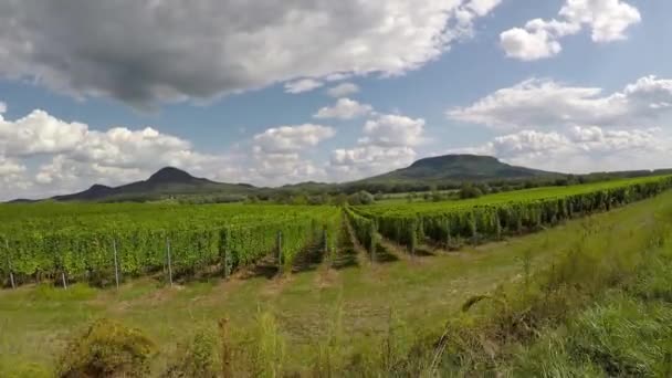 Landschap beelden met Gopro action cam van een wijngaard — Stockvideo