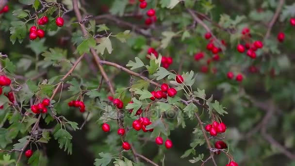 Zblízka bobule zralé hloh (Crataegus monogyna) na podzim — Stock video