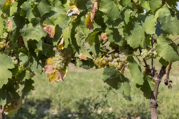 Close up van wit grape fruit (Olaszrizling) — Stockfoto