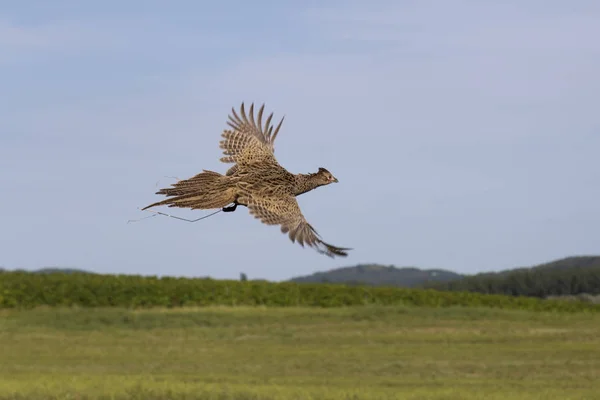 Female pheasant flying over the field — Stock Photo, Image