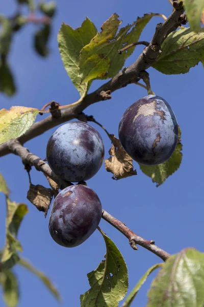 Vieille prune hongroise mûre sur l'arbre — Photo