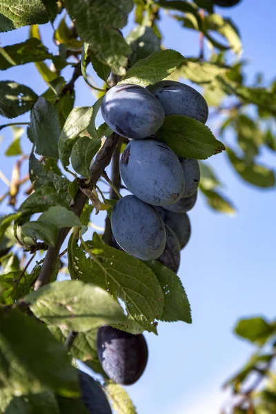 Ripe old Hungarian breed plum on the tree — Stock Photo, Image