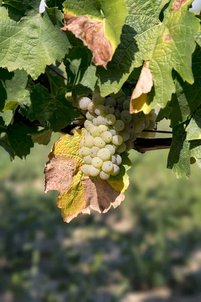 Detailní záběr bílé hroznové ovoce (Ryzlink vlašský) — Stock fotografie