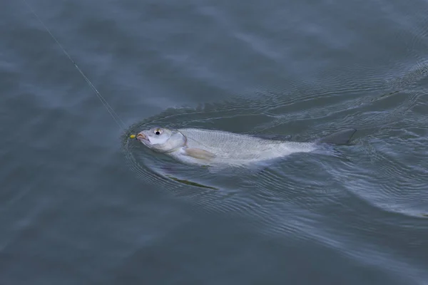 Fishing a bream fish — Stock Photo, Image