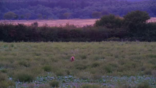 Huevas macho en el campo por la noche — Vídeo de stock