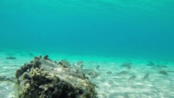 Vida submarina con una escuela de peces en la Costa Brava, Cataluña, España — Vídeos de Stock