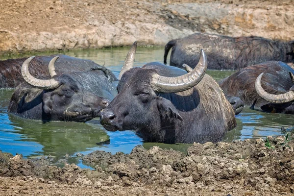 Ungarische Wasserbüffel — Stockfoto