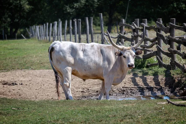 Strong hungarian grey bull in the field — Stock Photo, Image