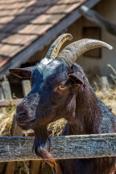 Černá koza na farmě — Stock fotografie