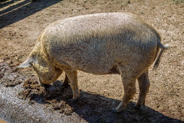 Typical and special Hungarian pig specie (Mangalica), that means whose meat contains very little cholesterol — Stock Image Typical and special Hungarian pig specie (Mangalica), that means whose meat contains very little cholesterol Stock Image