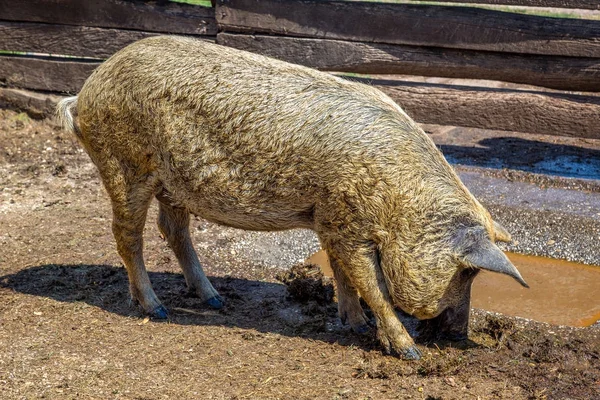 Typical and special Hungarian pig specie (Mangalica), that means whose meat contains very little cholesterol — Stock Image Typical and special Hungarian pig specie (Mangalica), that means whose meat contains very little cholesterol Stock Photo