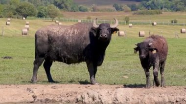Macar su bufalo 