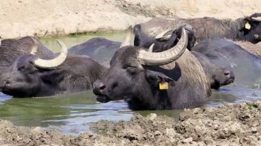 Macar su bufalo 