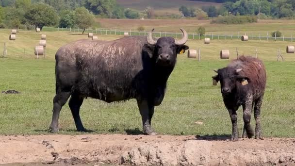 Búfalos húngaros — Vídeos de Stock