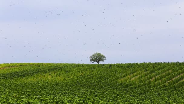 Muchas aves de estornino volando sobre las plantas de uva en otoño — Vídeo de stock