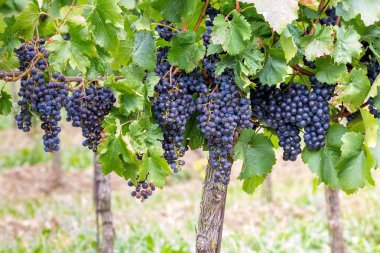 Avusturya, Burgerland autumntime olgun üzüm