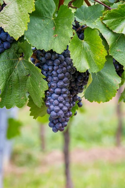 Mature grapes in autumntime in Austria, Burgerland — Stock Photo, Image