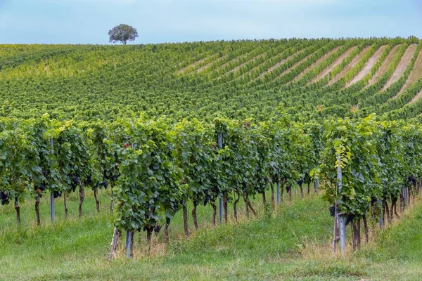 Bellissimi filari di uva prima della vendemmia — Foto Stock