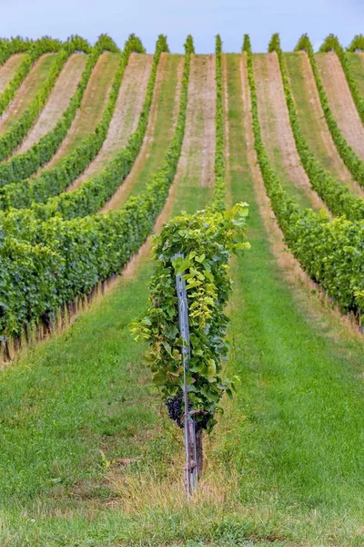 Hermosas hileras de uvas antes de la cosecha — Foto de Stock